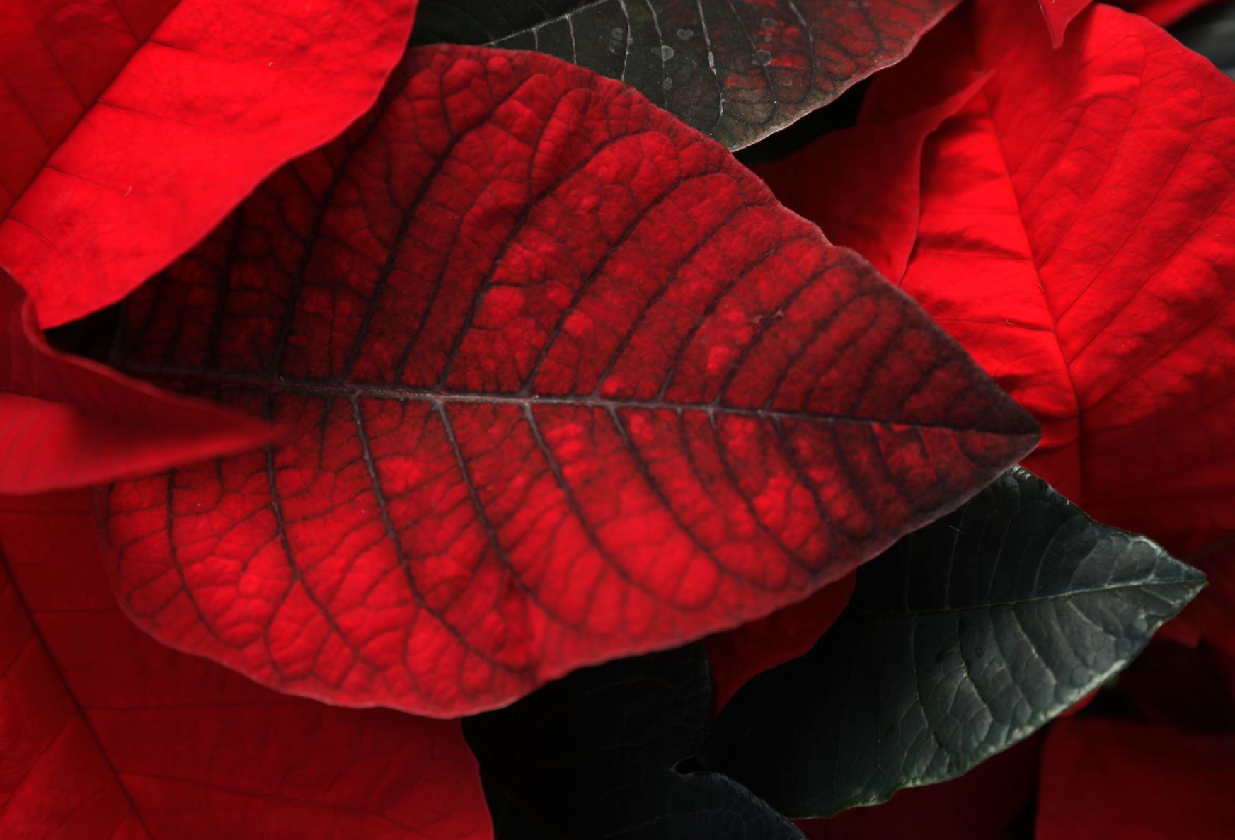 Fahr Greenhouses